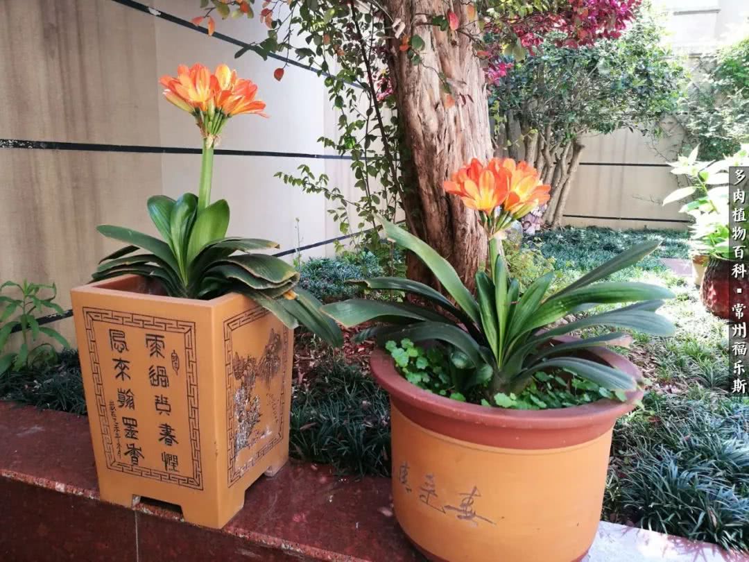 养多肉摒弃焦虑,包邮区不能养的多肉有哪些