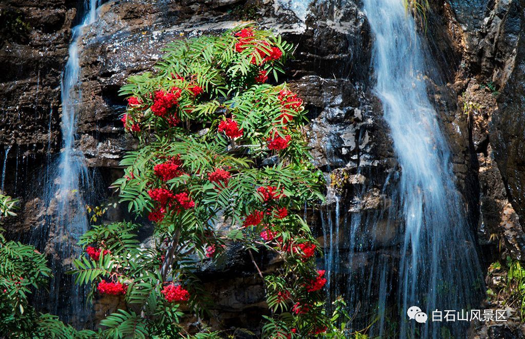 白石山十一特惠门票,白石山免费咖啡攻略