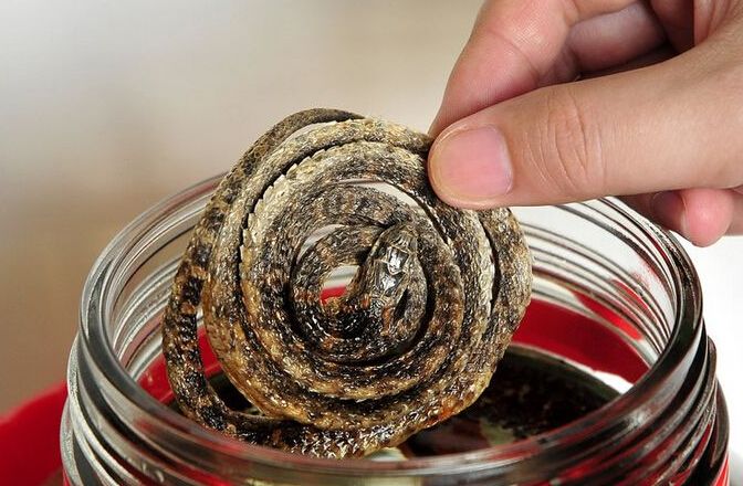 自酿蛇酒的制作方法,自己泡蛇酒过程