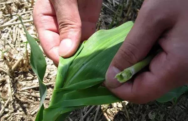 玉米出现卷叶什么原因,玉米卷叶的原因和防治