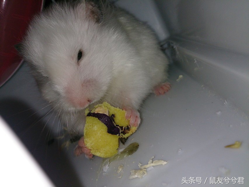 仓鼠的食物自制最简单,仓鼠自制小零食新手教程