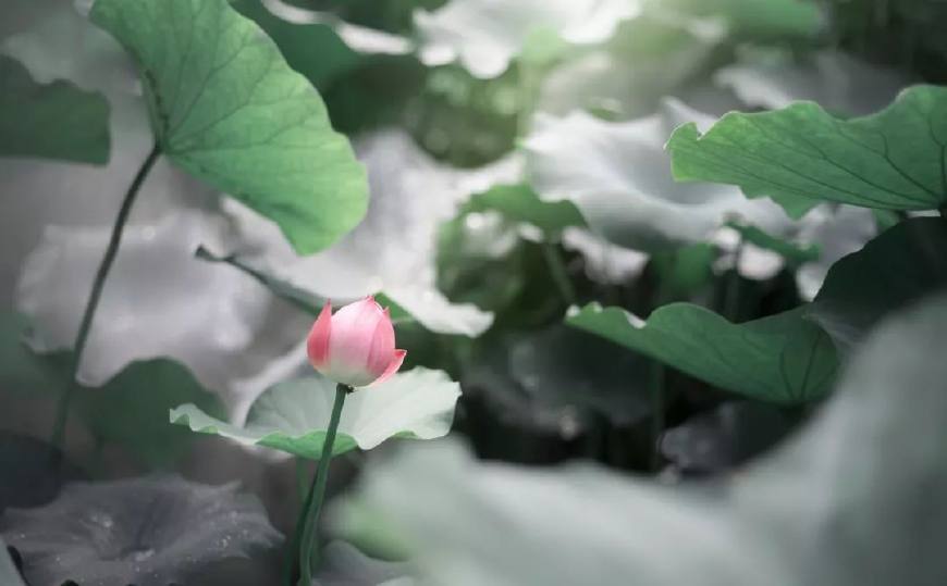 李清照经典诗词寻寻觅觅冷冷清清,李清照北宋灭亡前和灭亡后的诗词