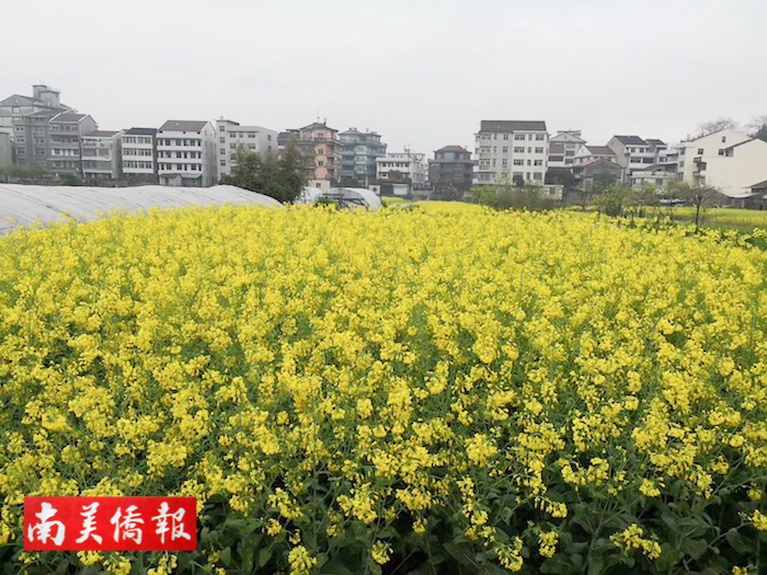 中国人在巴西——巴西华商变村长
