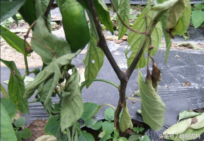 专门治辣椒病害特效药,辣椒腐烂病打什么杀菌药治疗