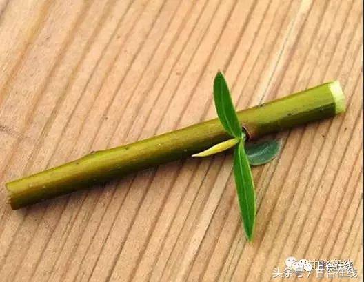 甘谷话方言高难度,甘谷方言解说