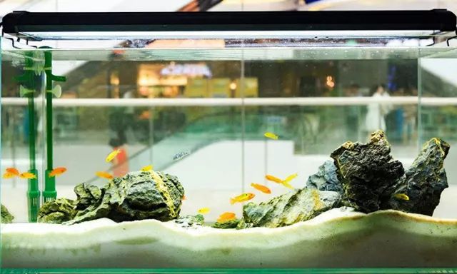 硝化细菌可以养鱼缸吗,开缸不加硝化细菌照样能养鱼
