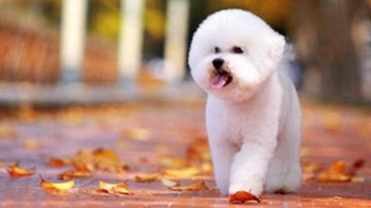 大家都爱养比熊,护理起来却有难度