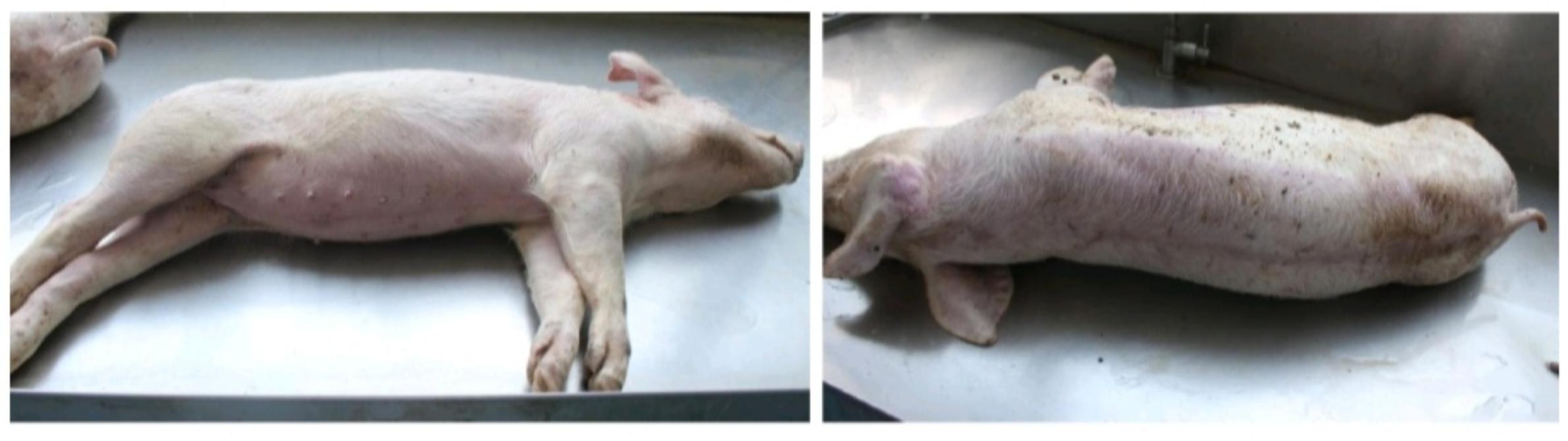 20斤左右的小猪拉稀是什么病,小猪出生几天拉稀死亡是什么原因