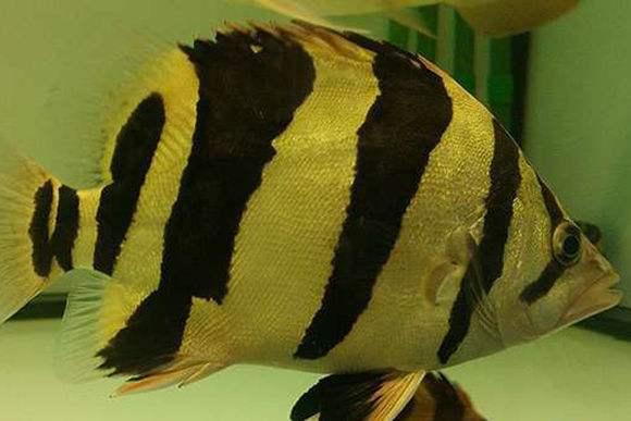 虎鱼的饲养视频,虎鱼的饲养视频播放