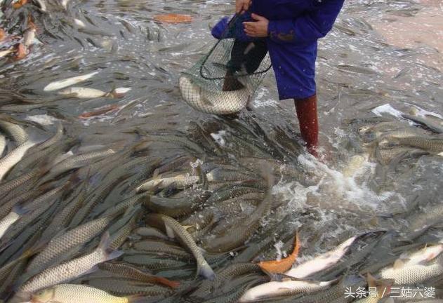 农村致富赚钱项目有哪些,农村致富项目一年四季有收益