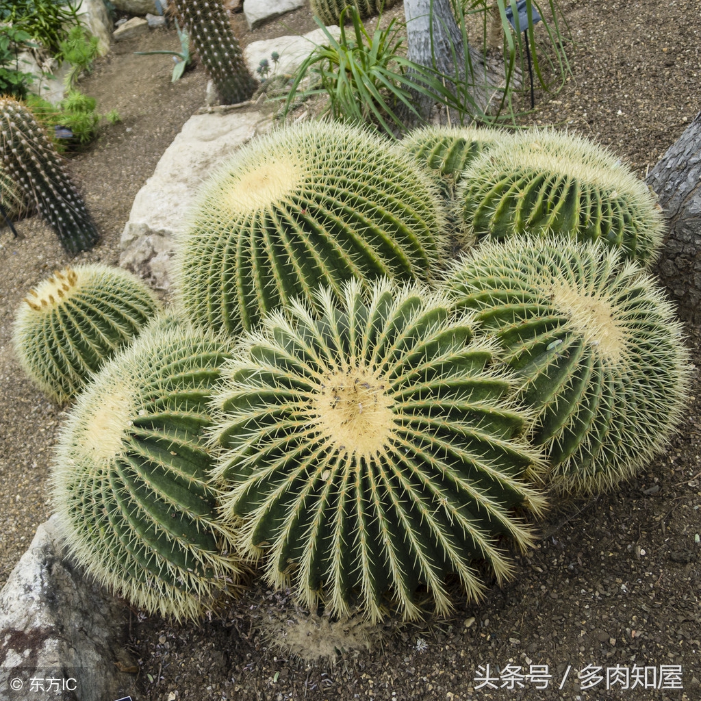 世界杯足球看点,世界杯有哪些看头