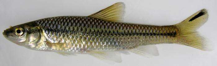 这几种鱼经常有人钓到但很少人认识，有的还是入侵物种