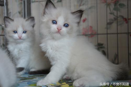 养布偶是一种什么体验,养布偶是一种什么样的体验