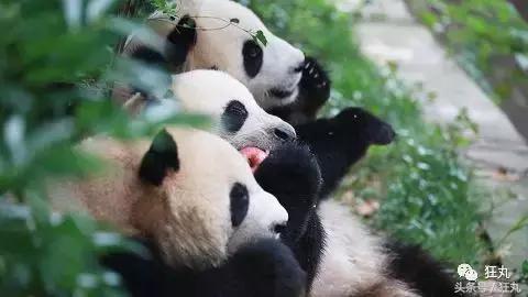 看着星空撸熊猫，这两个直播间24H都能给你惊喜