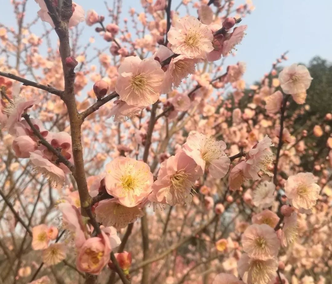 涉外法律专业就业方向,法律事务专业就业方向