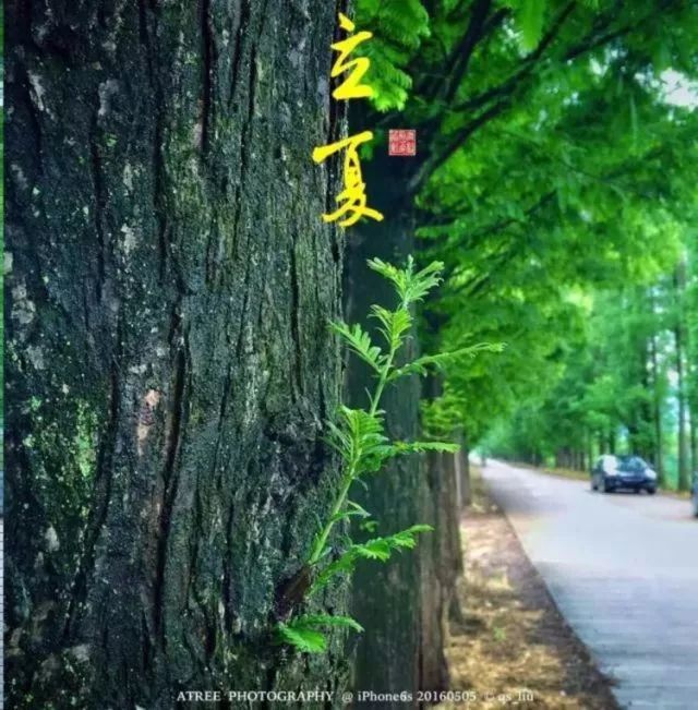 夏至在最短的夜陪你做最长的梦,夏至是白天对你思念最长的一天