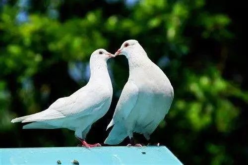 北京奇人唤雨,北京奇人异士图片大全