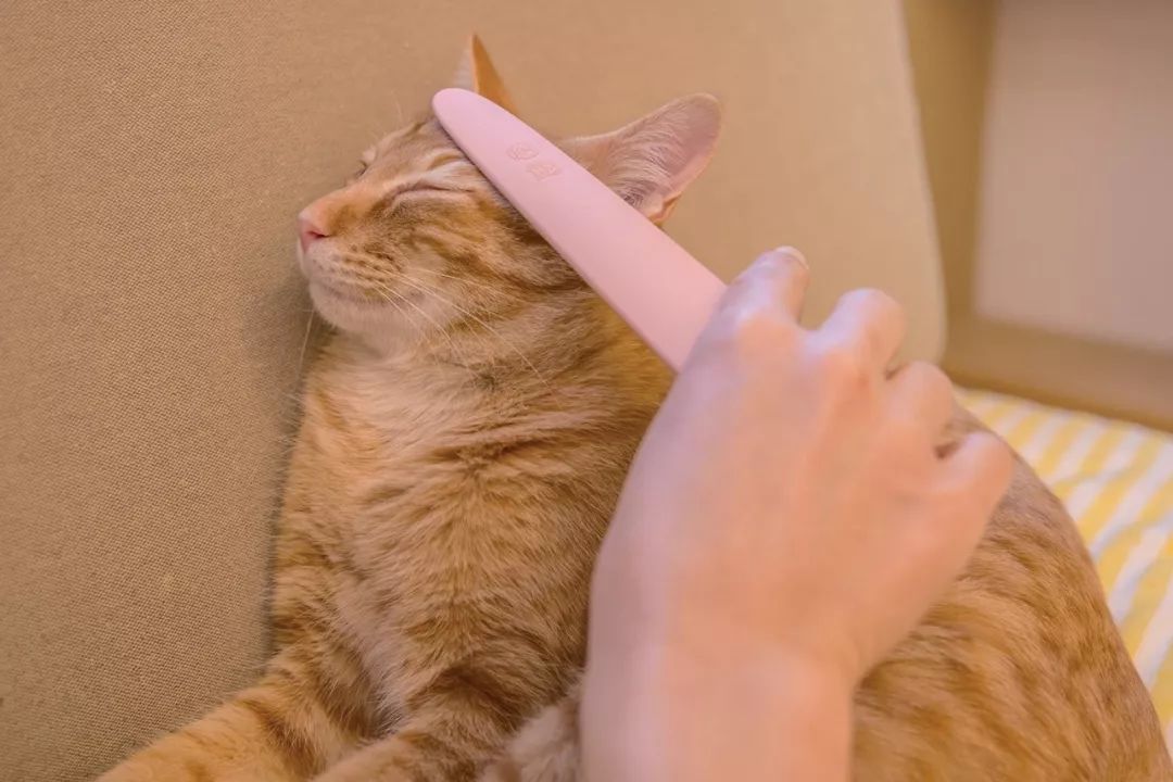 猫咪必备的10个神器,防止猫咪舔毛神器