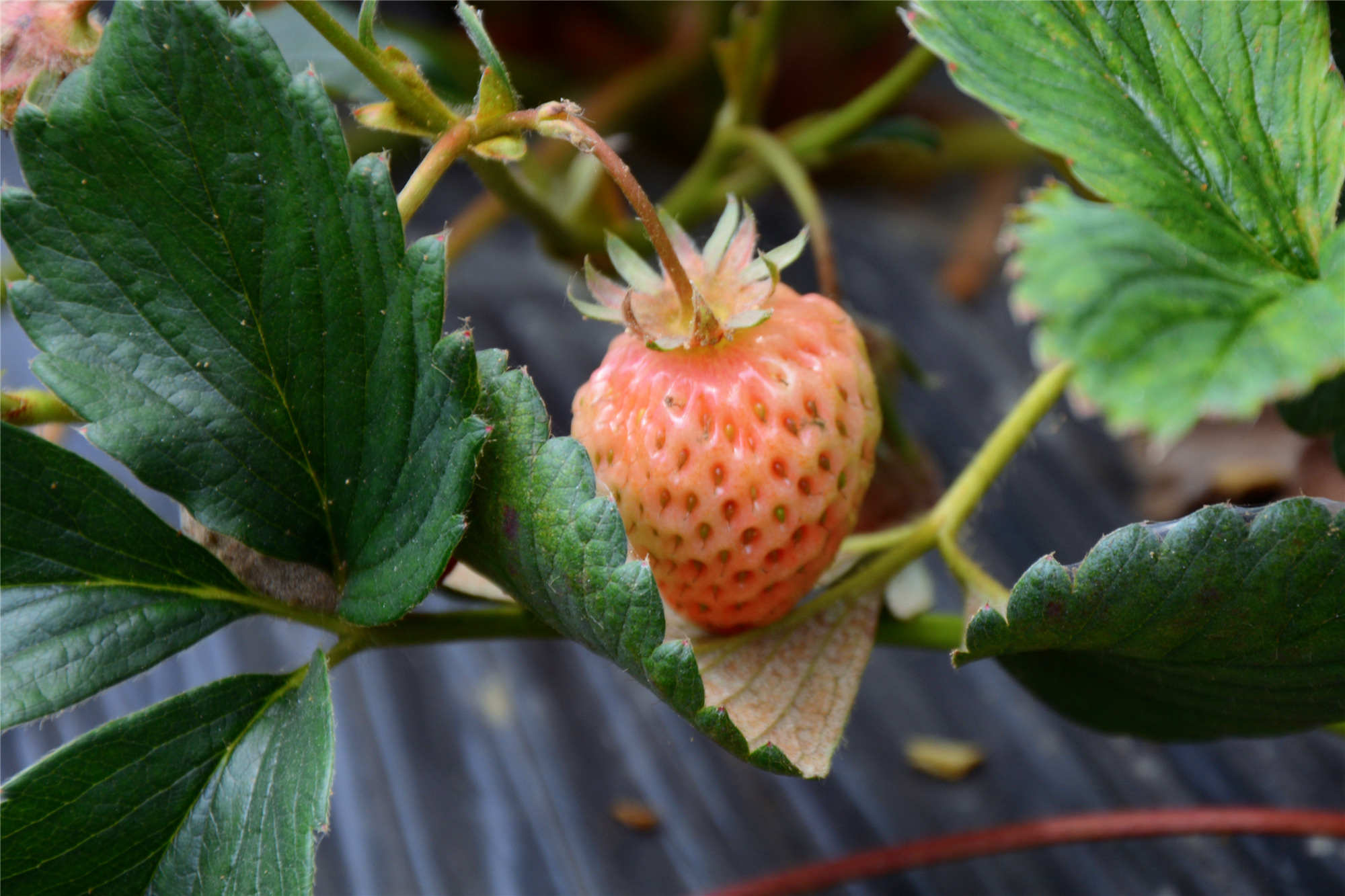 苏州哪些景点可以看小桥流水,只有老苏州人才知道的小众景点
