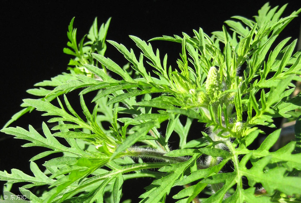 孕中期用麝香真的会导致流产吗,孕妇为何远离麝香