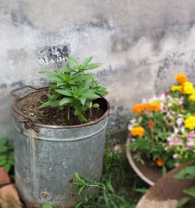 家里摆放凌乱废旧物品,家里的这些旧物别急着扔