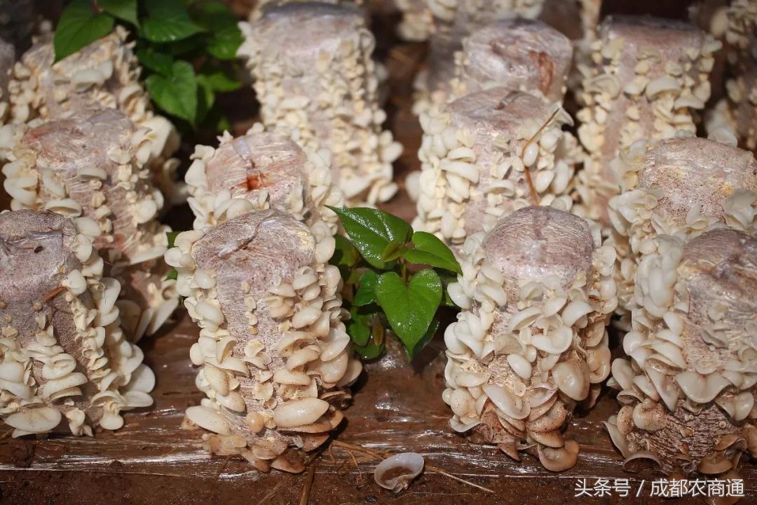 玉木耳种植前景如何,玉木耳生长条件