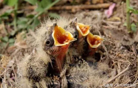 百灵雏鸟怎样分公母,雏鸟什么时候换羽