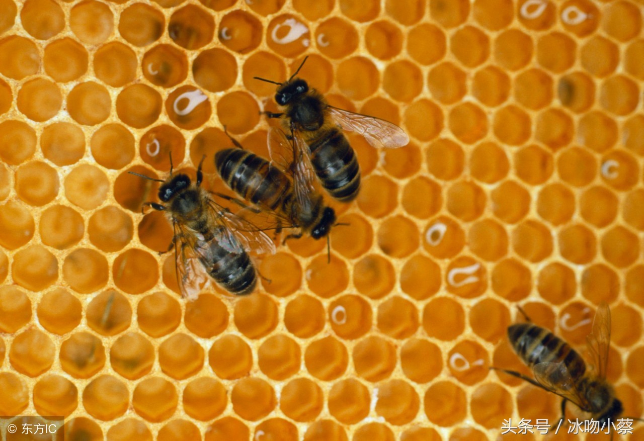 过箱的蜂群失王了怎么办,蜜蜂蜂王死了还有蜂群怎么办