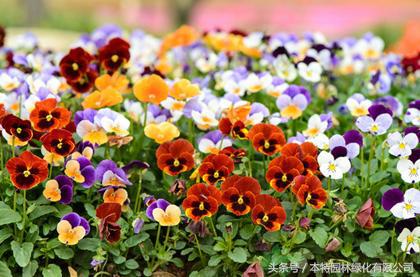 花海道路景观,花海长廊有哪些花