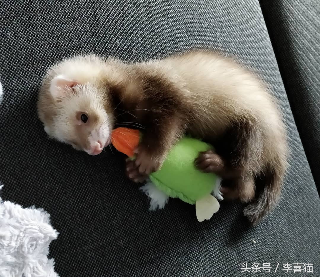 毛绒绒不咬人的宠物,除了猫狗之外的小宠物推荐一下