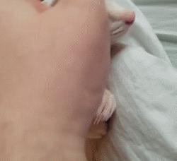 除了仓鼠猫狗以外的小型宠物推荐,除了猫狗还有什么可爱的家养宠物