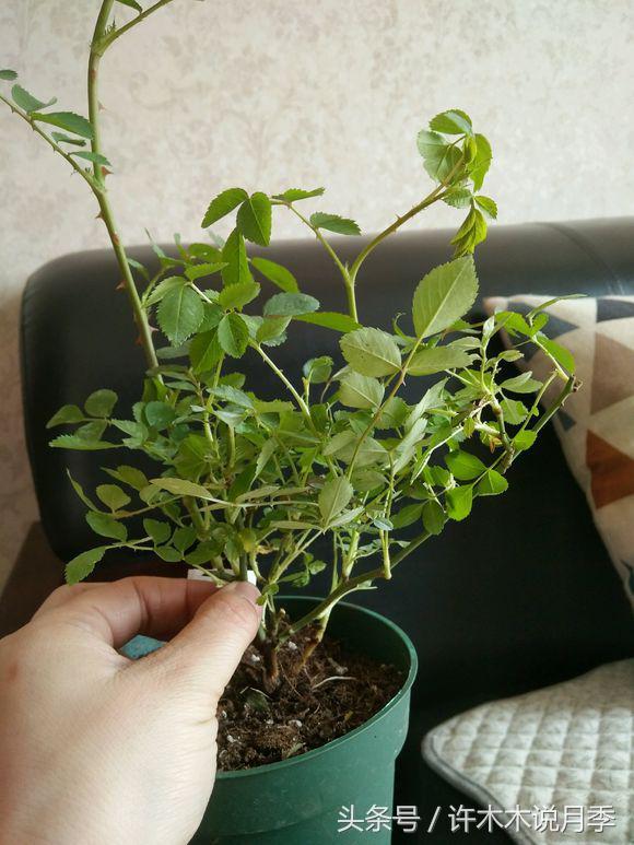 许木木说月季完整版,许木木说月季用药