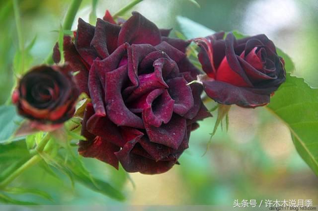 许木木说月季完整版,许木木说月季用药