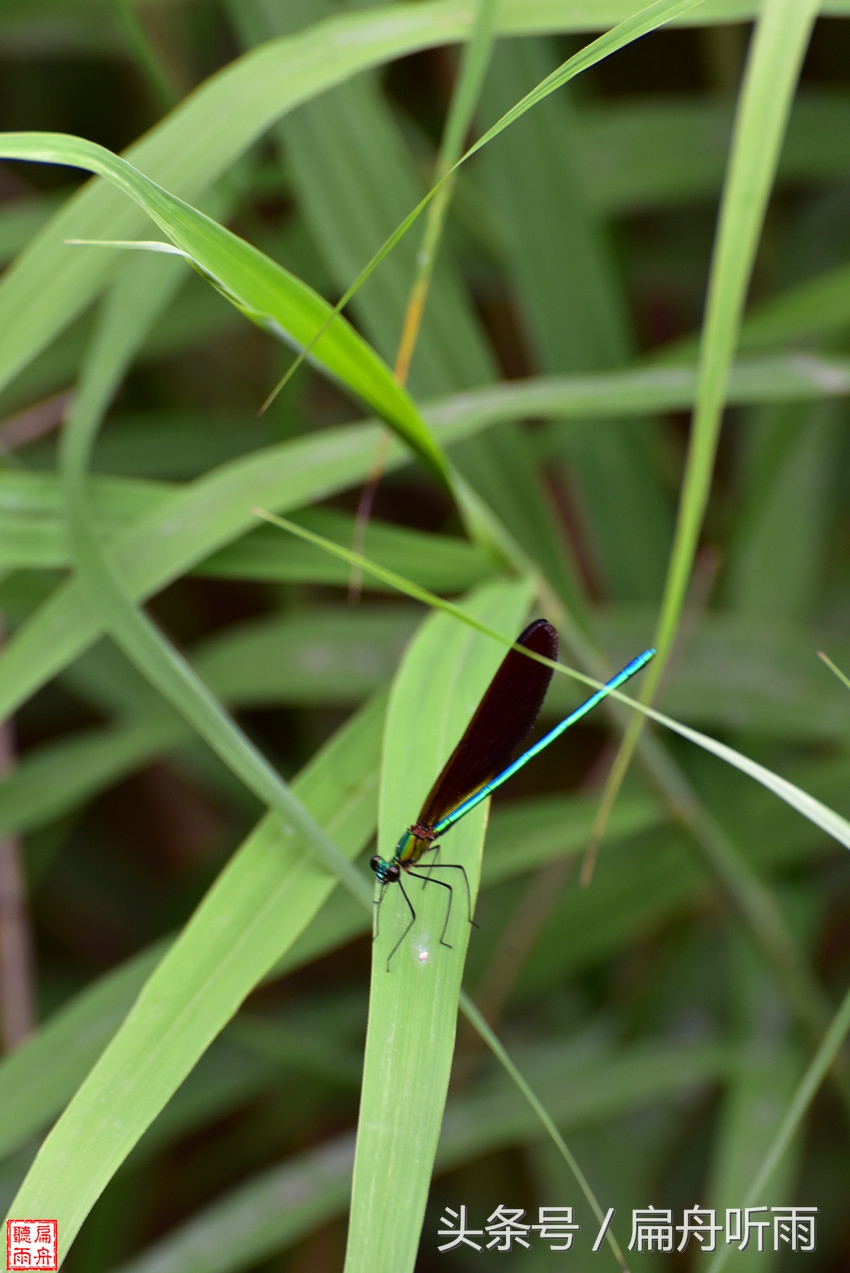 洛阳神灵寨住宿,洛阳神灵寨旅游预约时间