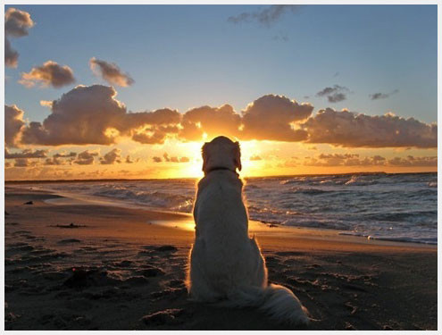 关于诚信的名言警句大全10句简短,关于诚信的十句名言警句简短