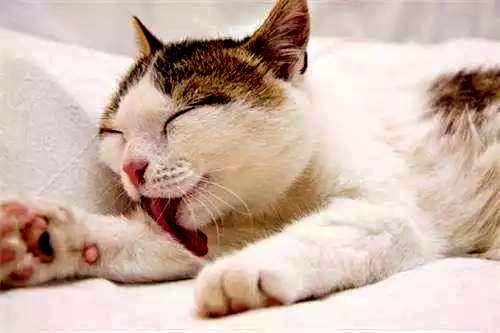 猫咪打喷嚏干呕吐不出来怎么回事,猫咪生病了吐了吃什么药