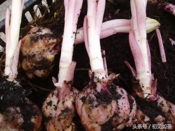 百合花盆栽的养殖方法,盆栽百合花养殖方法和技巧视频