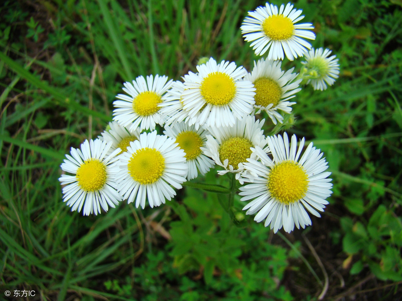 哪种菊花清热解毒清肝明目效果好,什么菊花清热解毒明目
