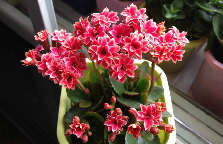 养花一定要养的3种植物,家庭养花应该注意哪些事项