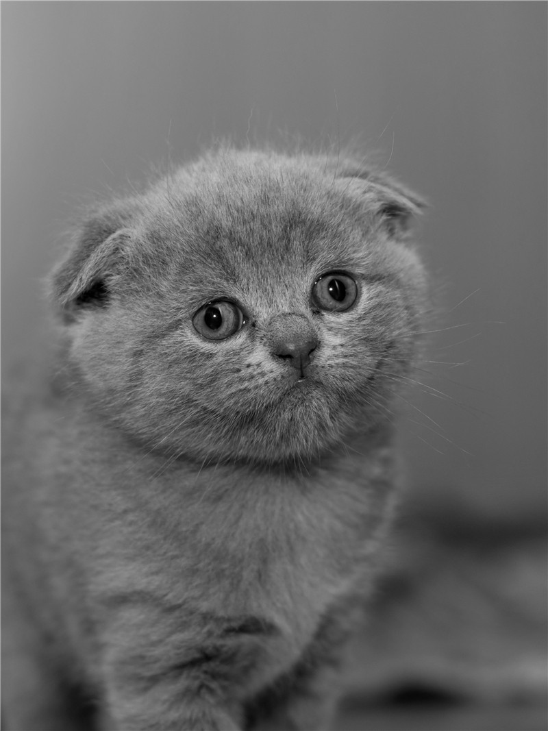 33万人的冰岛进世界杯了,冰岛足球和阿根廷