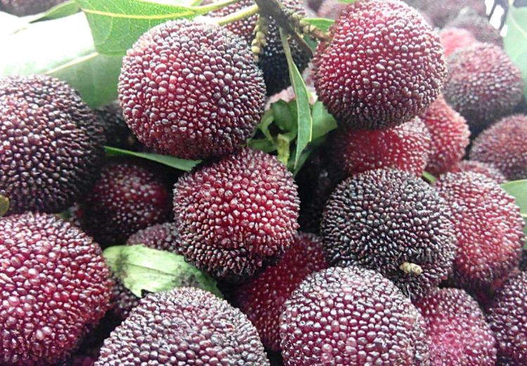 即使洗了也满是虫子的水果，满满“高蛋白”，这样清洗才干净