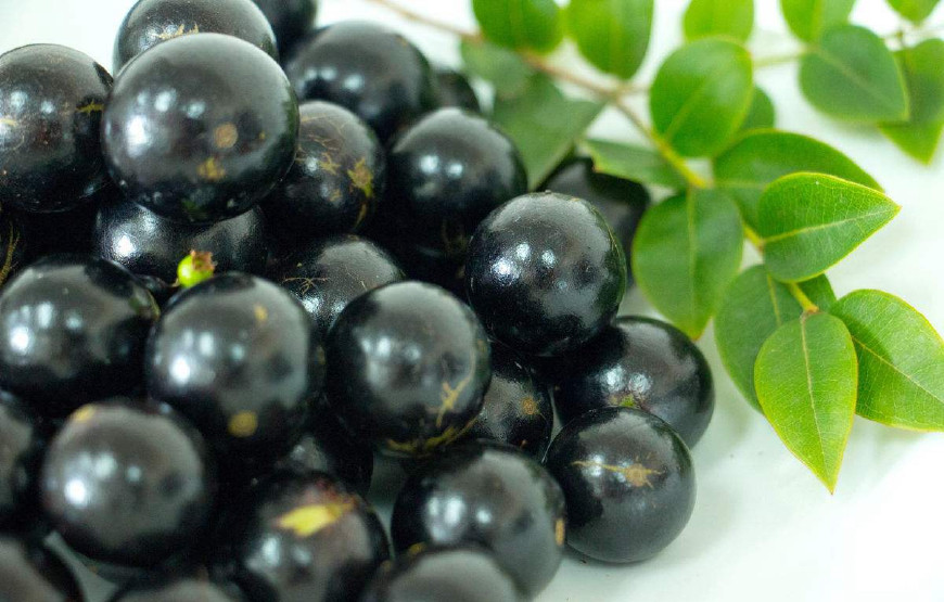 热带水果珍宝果,珍宝果属于什么水果