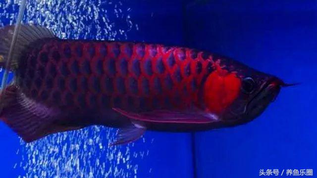超级红的红龙,红彤彤顶级红龙鱼