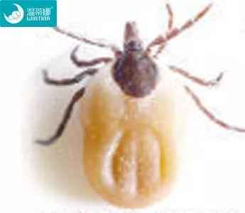 夏季蜱虫病进入高发期,夏季蜱虫多吗