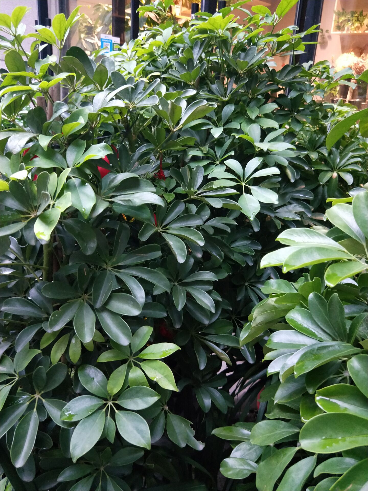 多肉绿植浇水的正确方法,多肉植物养花知识大全与技巧