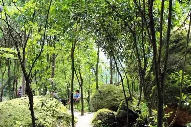 成都周边小众森林秘境,成都周边有山有水还免费的地方