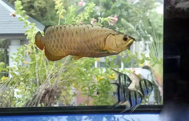 小型热带鱼的大致混养原则,新手热带鱼推荐混养