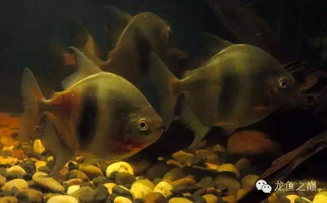 经典混养搭配,混养的问题及解决方法