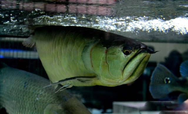 小型热带鱼的大致混养原则,新手热带鱼推荐混养