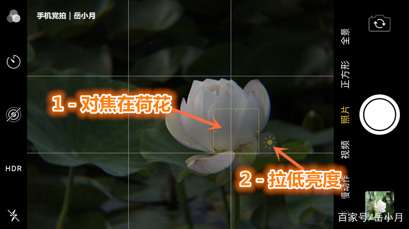 5个技巧拍出超有意境的荷花照,手机拍摄荷花最好的参数